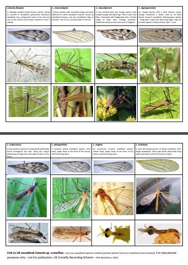 The second of our cranefly cribs (U.K. woodland Limonia species) is now available on the CRS page of the @DipteristsForum website, dipterists.org.uk/cranefly-schem… alongside the Stubbs & Kramer keys, & historic CRS newsletters. Thanks v. much to @kitenet for help. #WorldCraneFliesDay