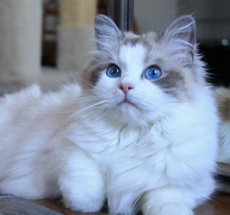 hendery as ragdolls 🐱 tweet media