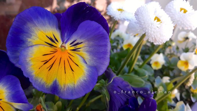 JohnMGalm's tweet image. #ASKBIG  I woke a deer in my backyard as I walked around back this morning