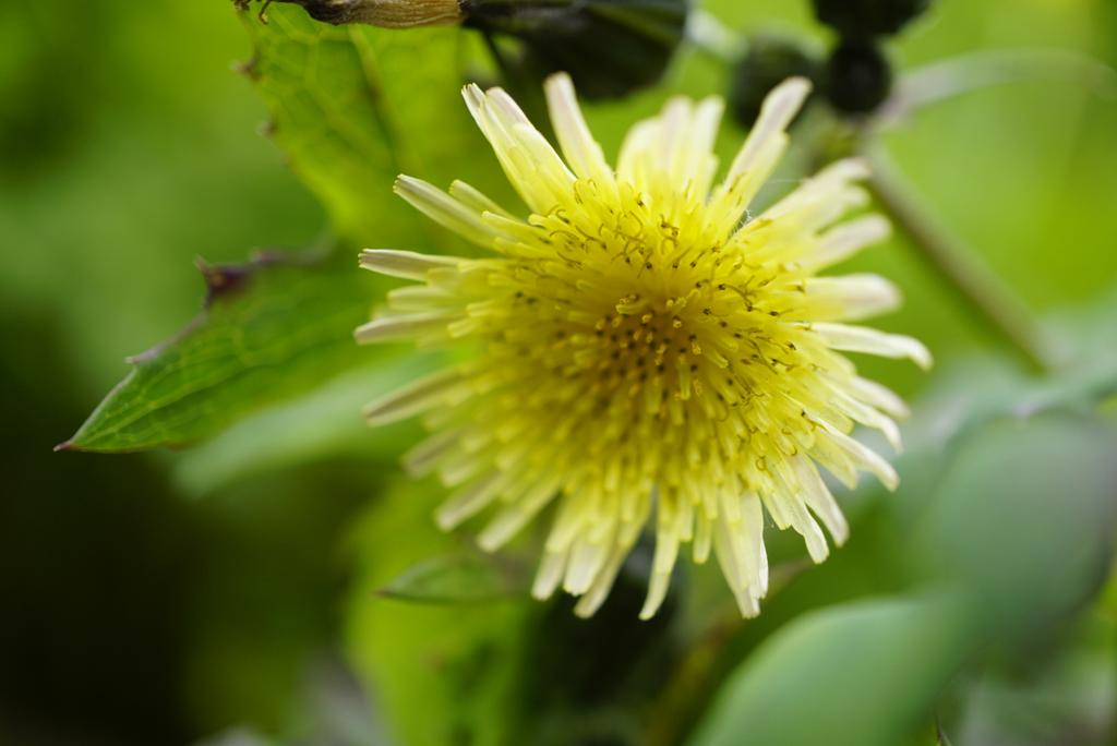 Family 16 is the daisy family (Asteraceae)The "flowers" of this family are hundreds of tiny flowers jammed together to look like one big flower.Oxeye Daisy (Leucanthemum vulgare), Groundsel (Senecio vulgaris), Daisy (Bellis perennis), Dandelion (Taraxacum officinale)