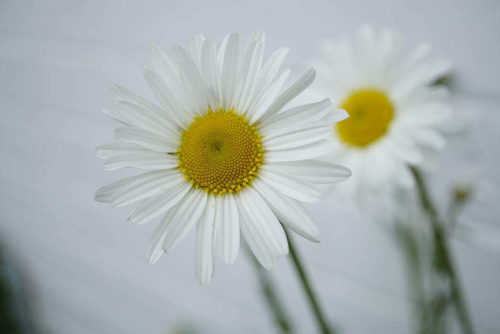 Family 16 is the daisy family (Asteraceae)The "flowers" of this family are hundreds of tiny flowers jammed together to look like one big flower.Oxeye Daisy (Leucanthemum vulgare), Groundsel (Senecio vulgaris), Daisy (Bellis perennis), Dandelion (Taraxacum officinale)