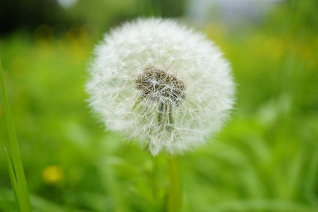 Family 16 is the daisy family (Asteraceae)The "flowers" of this family are hundreds of tiny flowers jammed together to look like one big flower.Oxeye Daisy (Leucanthemum vulgare), Groundsel (Senecio vulgaris), Daisy (Bellis perennis), Dandelion (Taraxacum officinale)