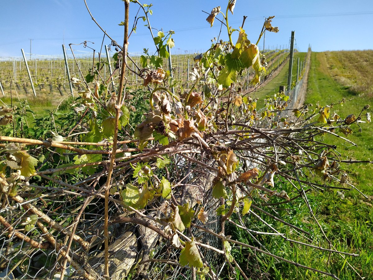 Our only #frost defense is mowing &amp; topography of #vineyard to allow dense cold air to drain away down hill. This week it's thankfully worked. Photo shows whats happened in un-mowed corner of vineyard to surplus bacchus vines heeled-in there: