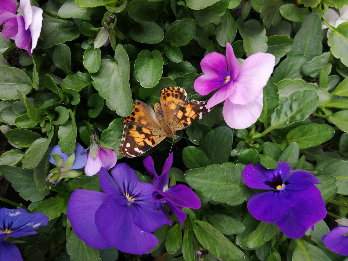 Luis loved setting our butterflies free today to go and explore the world <a href="/spcjliverpool/">St Paul's Juniors</a>