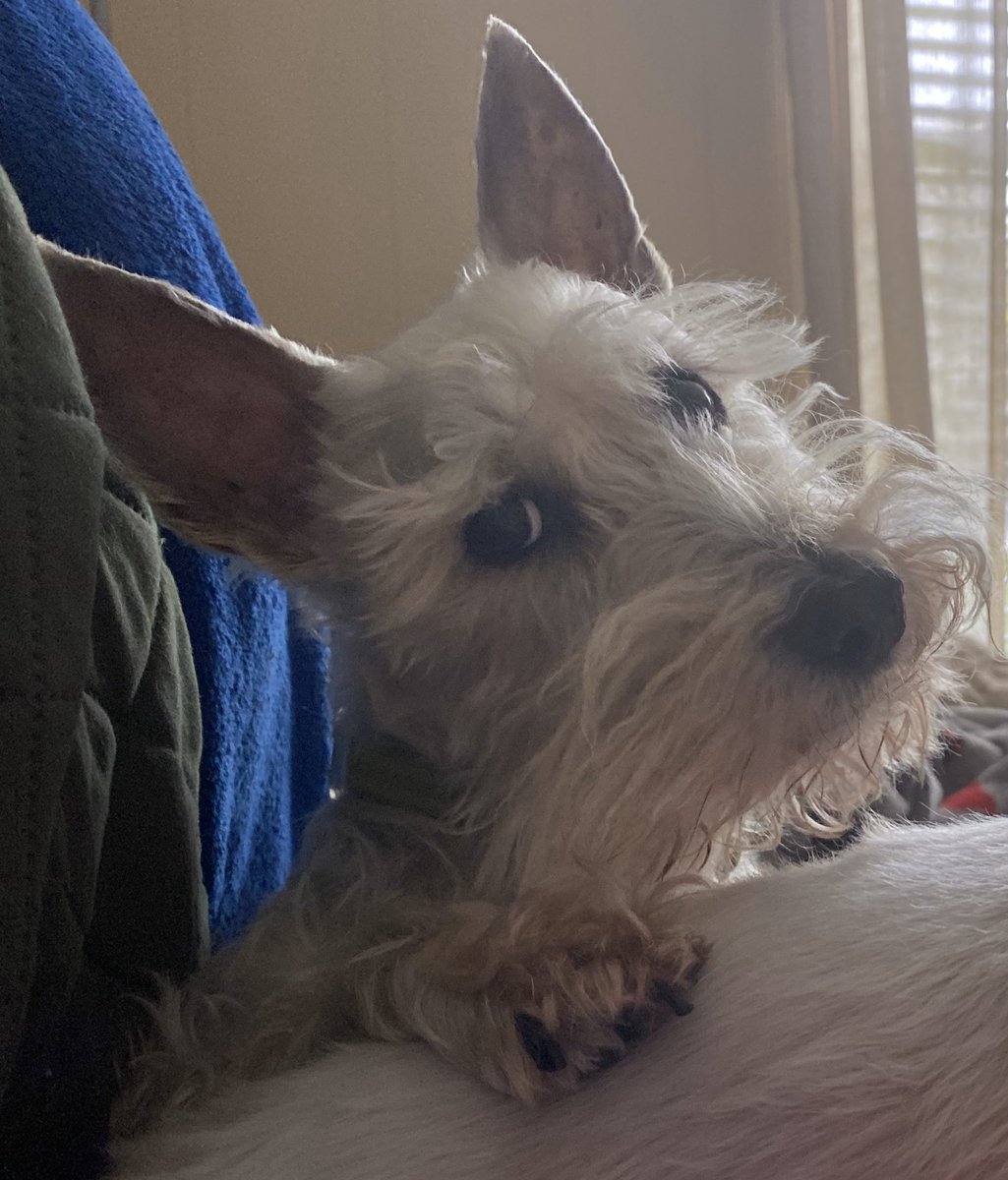 SchnauzarooCrew's tweet photo. Wait. Whadโya mean Iโm not your favorite?? #SchnauzerGang #Schnauzaroos #ThatFace #LovesTheCamera https://t.co/kBIQCcaZGY