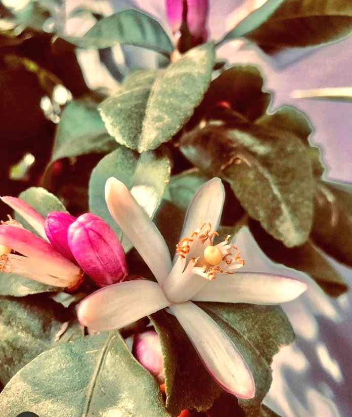 MiniatiMeri's tweet photo. Con te #insideOf me è far sbocciare sogni 
è  prendere decisioni 
è  cogliere il meglio della vita...❤

#unTemaAlGiorno 

#14maggio 🌸
🌸
🌸 https://t.co/3NbSpUyfFw