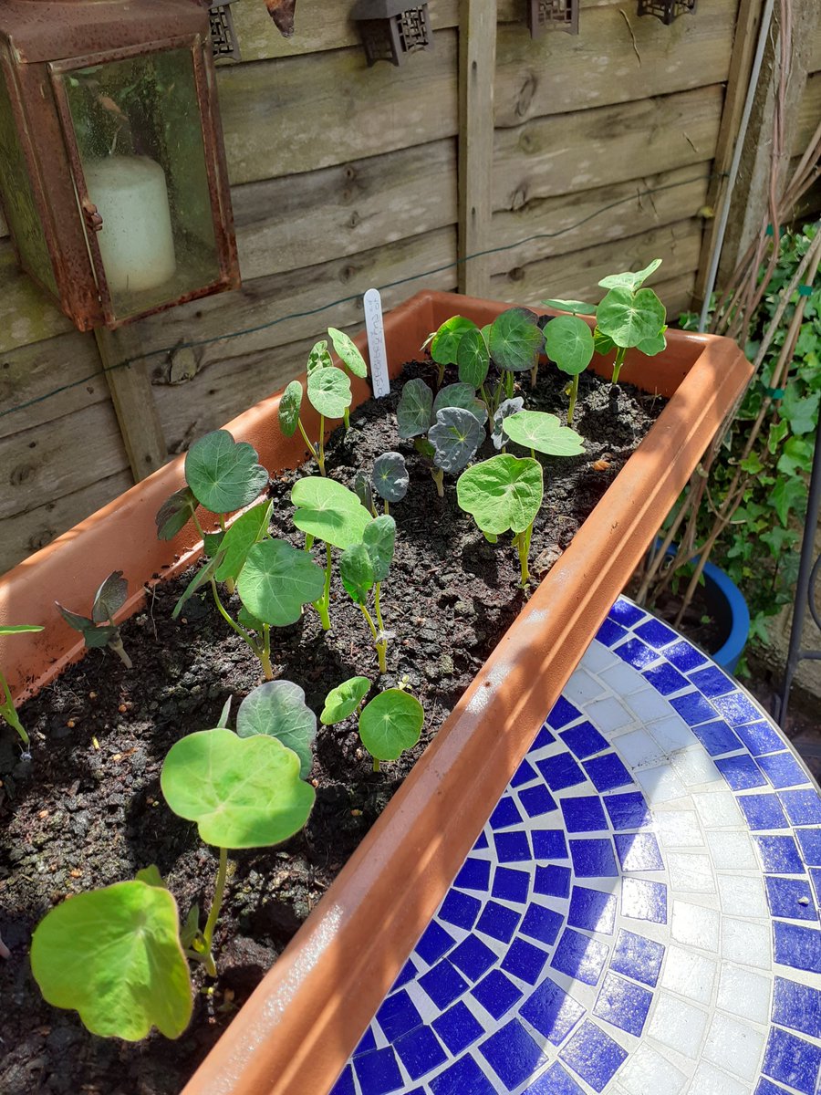 HarrowLibs's tweet photo. Library staff have embraced all aspects of #GetCreativeWeek and #gardening seems to be the favoured way to go! We ♥️ Sharon's wooden planter - take a look! #LibrariesFromHome https://t.co/o4dUIs3Fgl