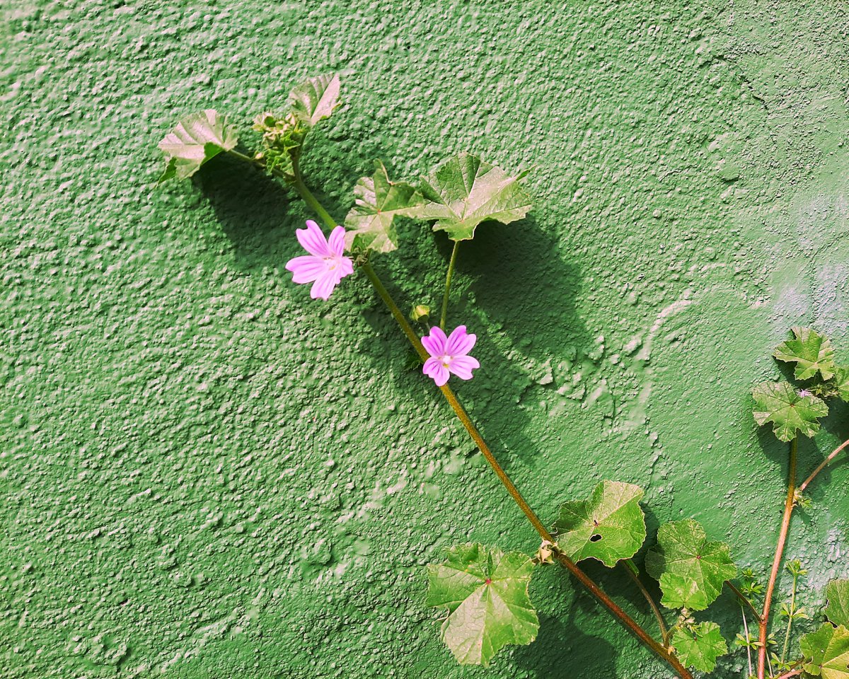 celesgalan64's tweet photo. #flores y #plantas #adosadas https://t.co/kRnP9LT24T