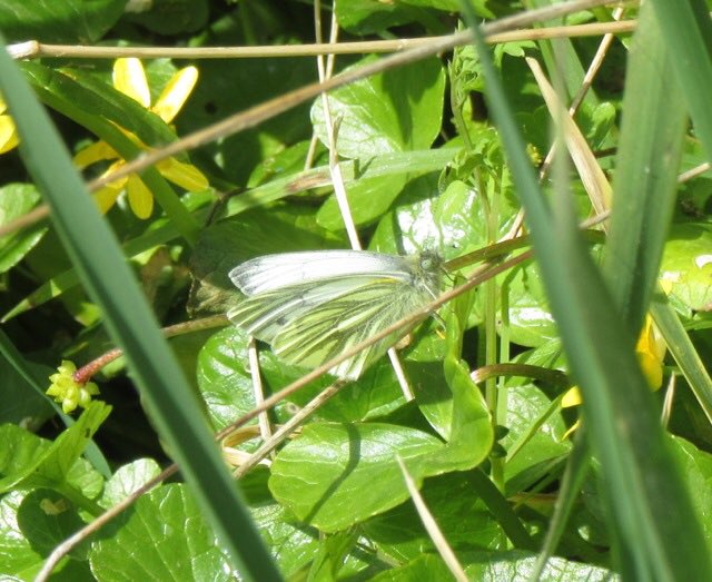 ELCrangers's tweet image. More varieties of butterflies are being spotted such as #orangetips, #greenveinedwhites, #Speckledwood and #wallbrowns. Keep an eye out for them when you’re on your local walk. 🦋 Many thanks to Abbie Marland and Liz for their photos.