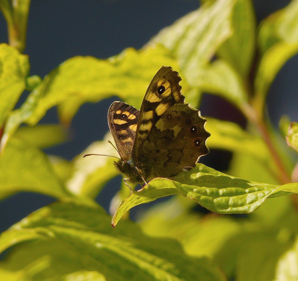 ELCrangers's tweet image. More varieties of butterflies are being spotted such as #orangetips, #greenveinedwhites, #Speckledwood and #wallbrowns. Keep an eye out for them when you’re on your local walk. 🦋 Many thanks to Abbie Marland and Liz for their photos.