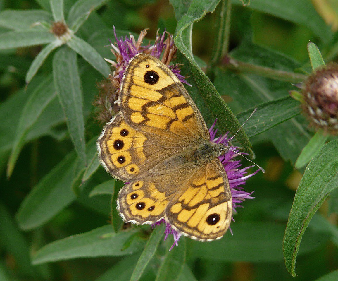 ELCrangers's tweet image. More varieties of butterflies are being spotted such as #orangetips, #greenveinedwhites, #Speckledwood and #wallbrowns. Keep an eye out for them when you’re on your local walk. 🦋 Many thanks to Abbie Marland and Liz for their photos.