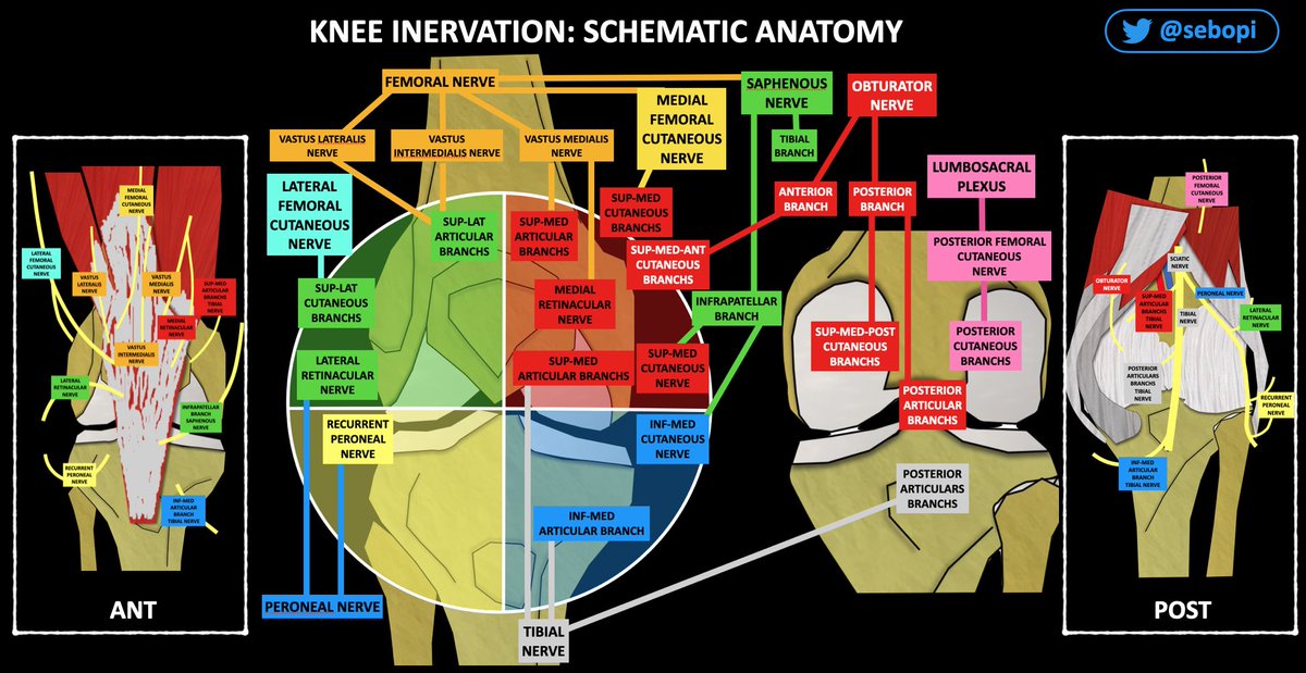 Sebopi's tweet photo. Knee Inervation➡️schematic anatomy➡️visual guide to perform genicular Rf/blocks for chronic knee pain👇 https://t.co/KJuXVuphVO
