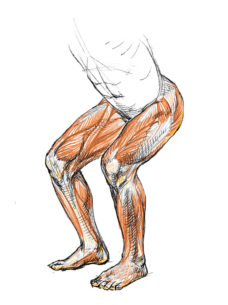 中腰の脚 伊豆の美術解剖学者のイラスト