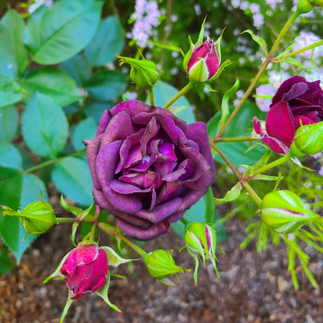 JoyAdare's tweet photo. My purple roses are blooming! SO happy!
#gardeningwithjoy #flowers #roses
#contemporaryromance #romancewriters #writermomsofinstagram #writingromance #writermoms #romanceauthor #aspiringauthor #womenwriters #writing #romancewriting #writermom #romancereaders #romancereader https://t.co/ToALBe5hJW