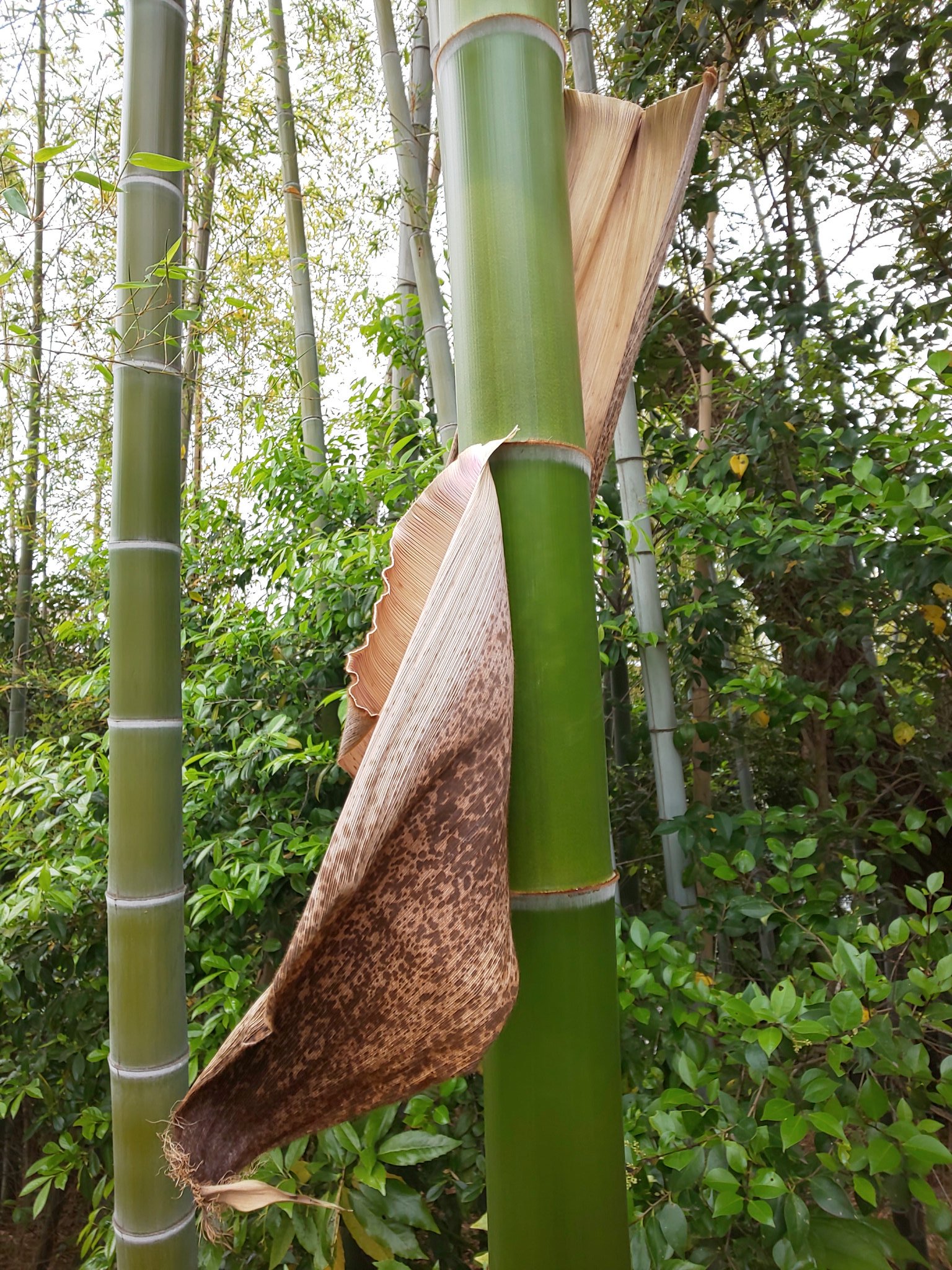 やんちゃ姫 我が家の孟宗竹 竹の皮脱ぐ という季語も有ります とても瑞々しい竹の色が好きです 孟宗竹 Kigo 竹の皮脱ぐ 暦生活写真部 T Co Yy8stt1iow Twitter