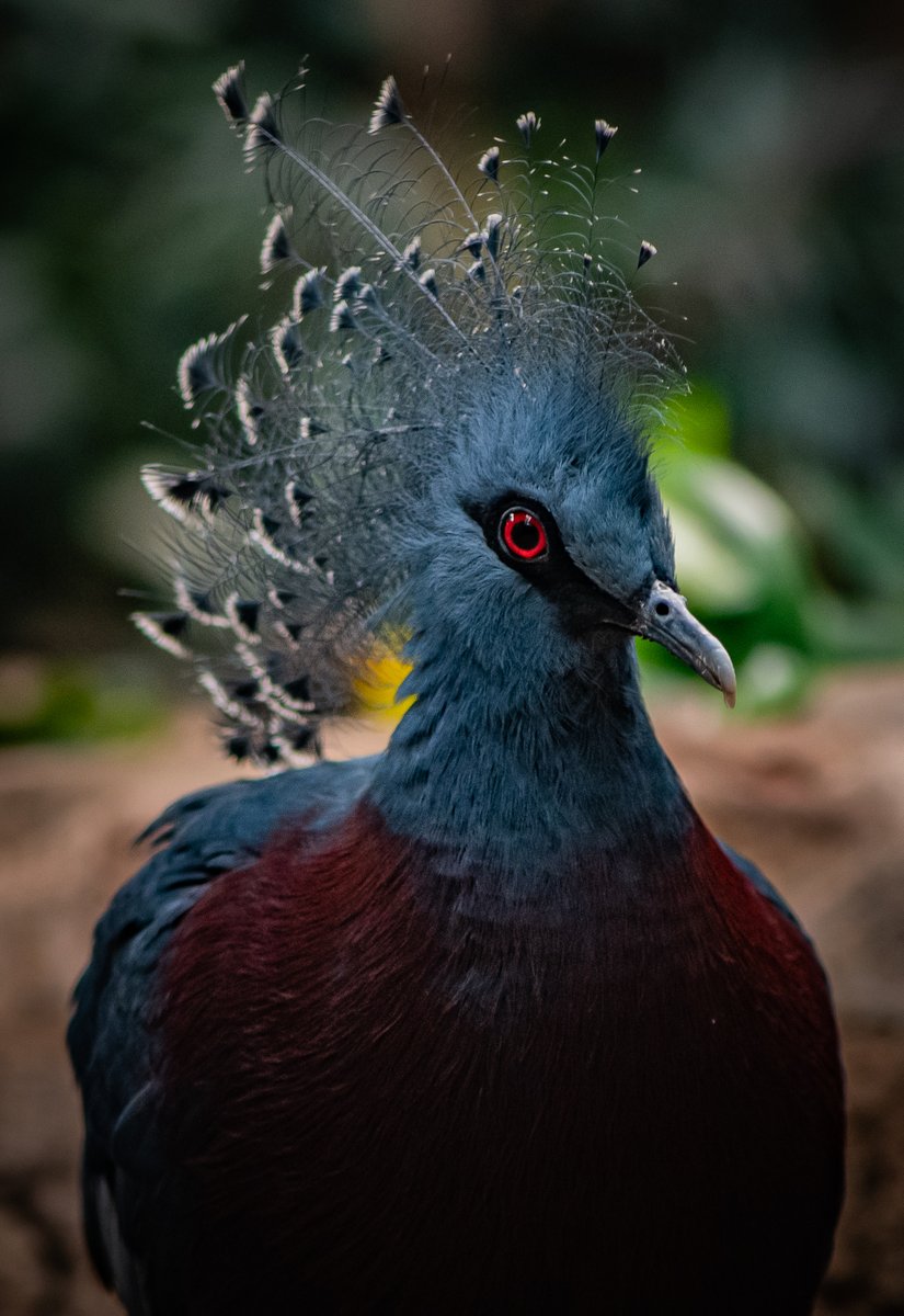 chesterzoo's tweet photo. No 'cheating', but what new things have you found out about cheetahs today? Tell us/show us π @LearnatCZ π
We've got a beautiful tropical bird-watch coming up at 1pm, so just enough time to grab some lunch first. π¦π¦
#EndangeredSpeciesDay #ToZooAtHome #FridayVibes https://t.co/Stwb03z17c