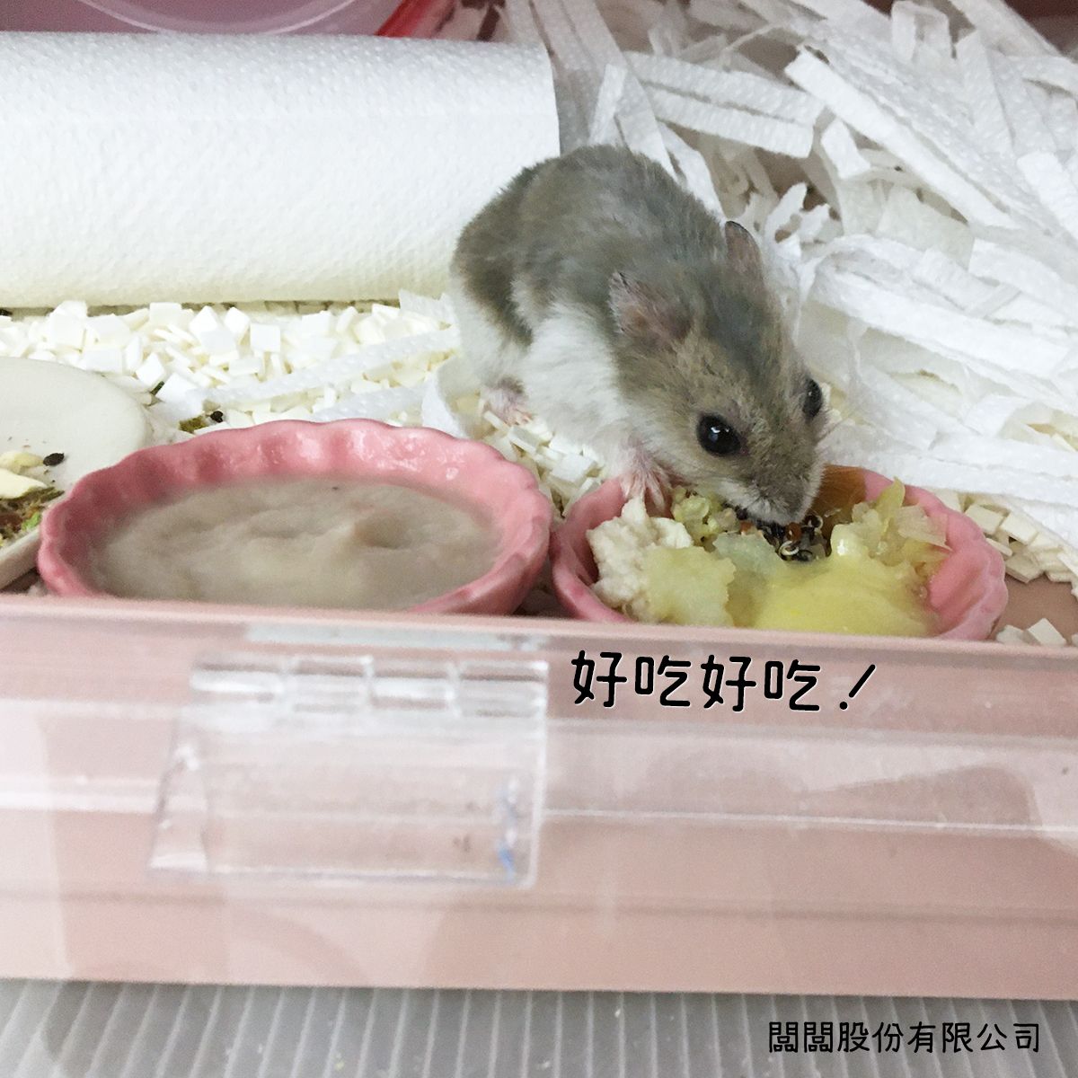 hamsterbossboss's tweet photo. 請問公主今天菜色還滿意嗎？

#闆主 #闆闆股份有限公司
#老公主的飯飯 https://t.co/6Gvne8pQKy