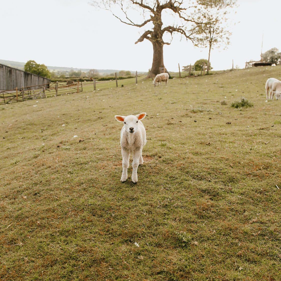 Yorkshire Voucher Codes 💛 tweet media