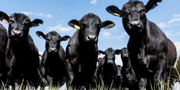 Lodewijks Meat stapte over op online en boorde een nieuwe markt aan. Lees hier voor welke uitdagingen zij stonden.

trunkrs.nl/blog/dankzij-t…