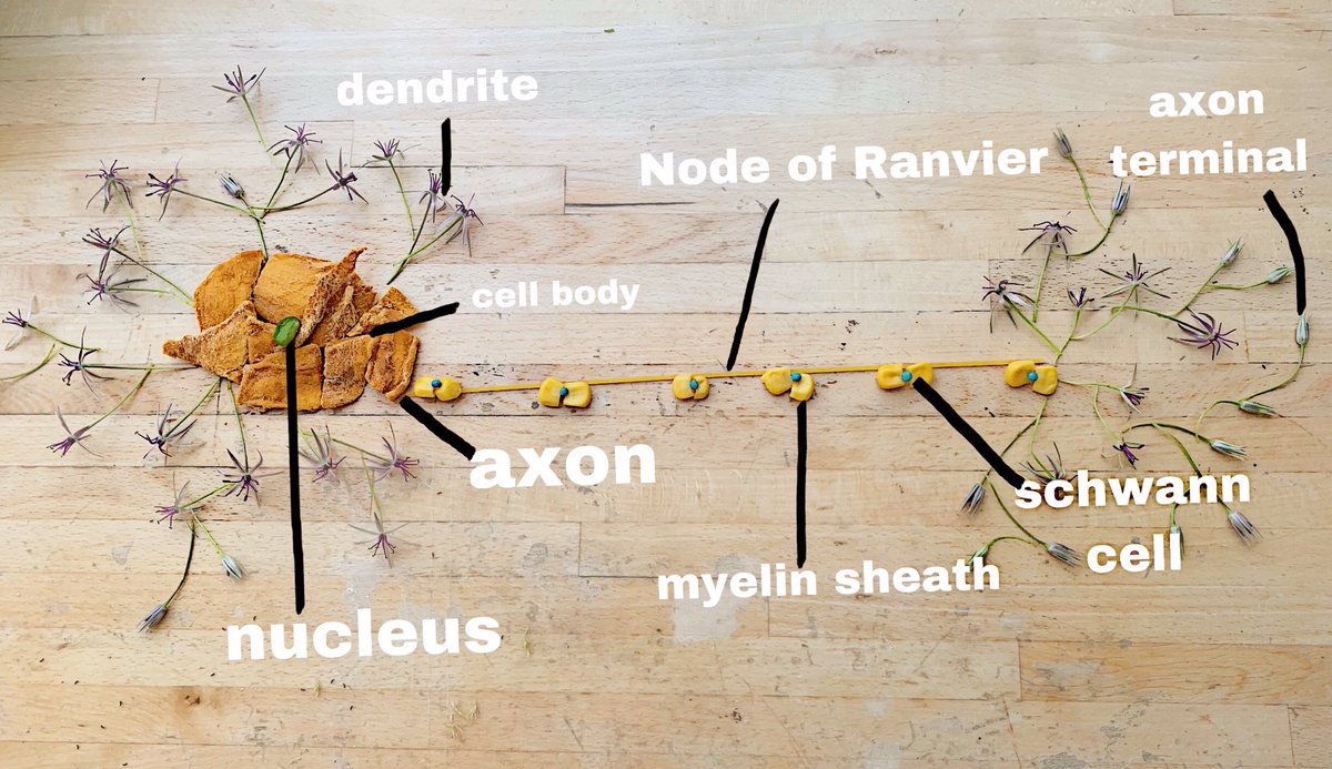 TrinityPsycho's tweet photo. Mr Heaton’s L6 Psychos have been getting creative in Biopsych when creating their own neurons! From sweets and paper, to flowers they showed just how beautiful a simple neuron could be! #psychology #biopsych #neuron #trinitypsycho #psych #creativity https://t.co/wmkcVSKytv
