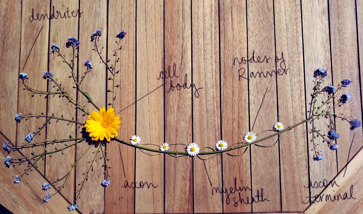 TrinityPsycho's tweet photo. Mr Heaton’s L6 Psychos have been getting creative in Biopsych when creating their own neurons! From sweets and paper, to flowers they showed just how beautiful a simple neuron could be! #psychology #biopsych #neuron #trinitypsycho #psych #creativity https://t.co/wmkcVSKytv
