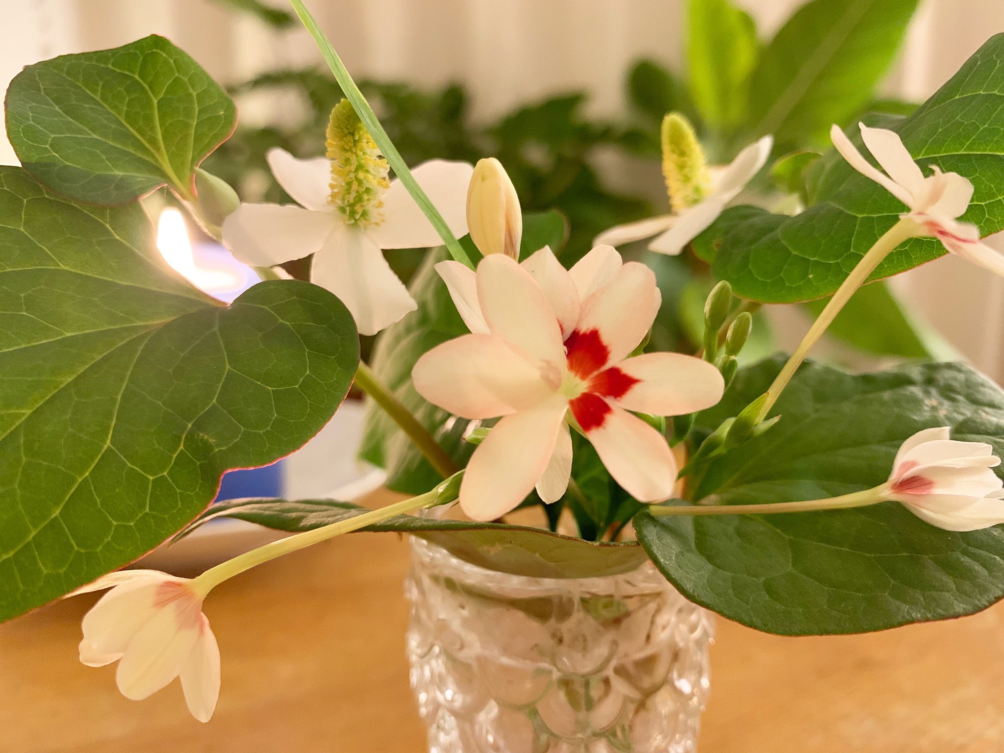 猫屋 Necoya 今日のお散歩途中に見つけたドクダミと名前の知らないお花 白い 花びらと真ん中の赤い色が印象的なお花 初めて見た ドクダミはたまに見かける八重咲きのものも好きです 今日の雑草 T Co Dxsmyfqes5 Twitter