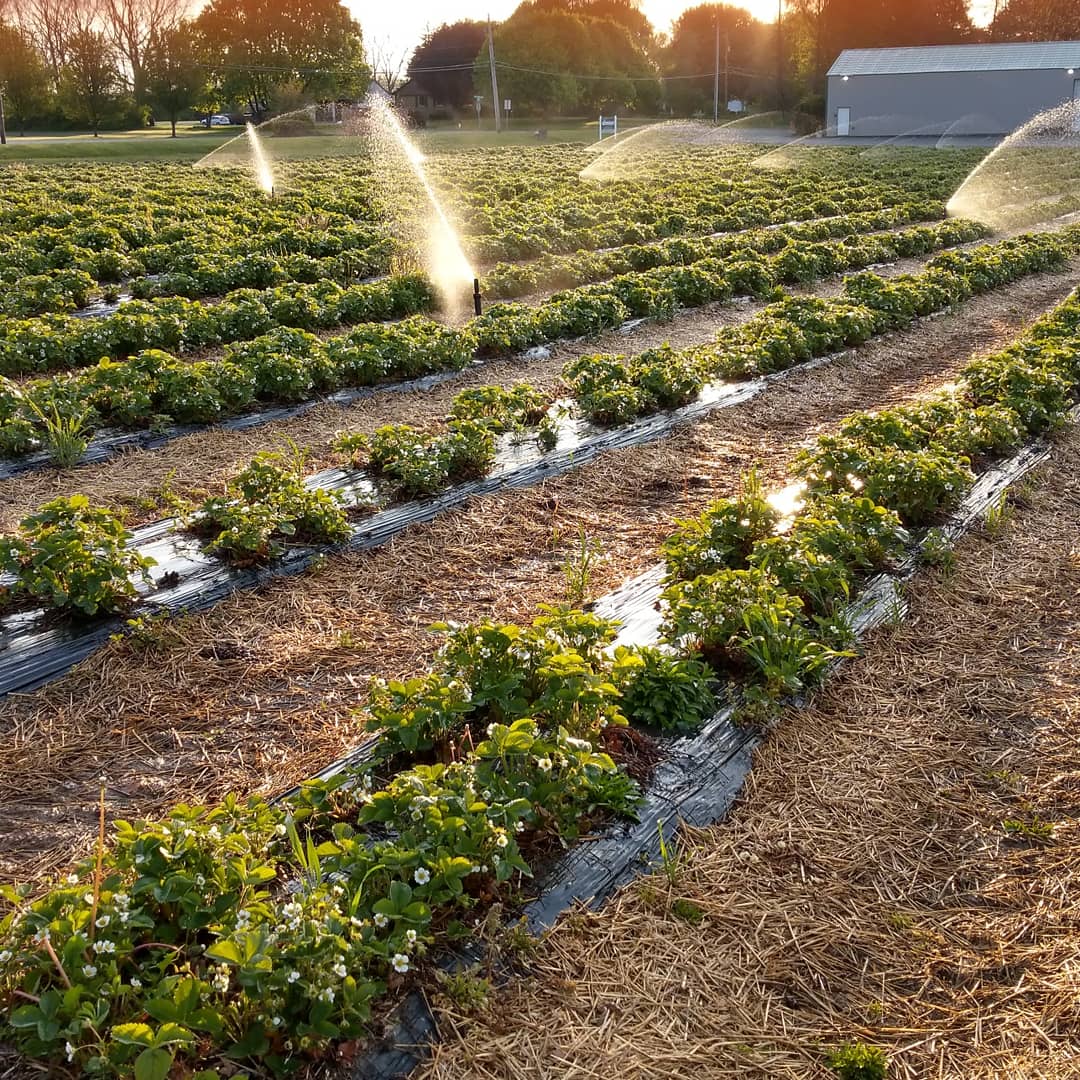 Valley Fruits & Veg tweet media