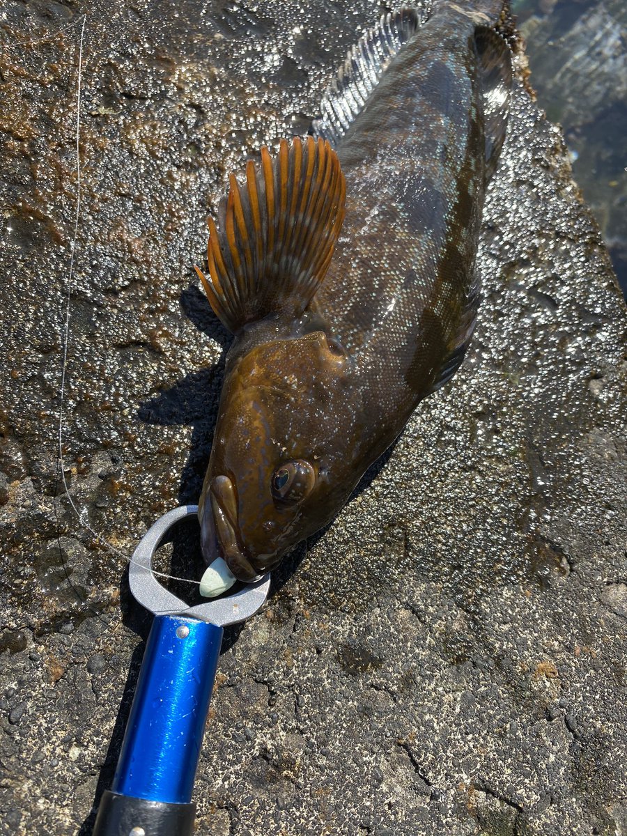 釣り愛好家 朝里 ガヤ ソイ アブラコ 仕掛け 5 7gジグヘッド 餌 ワーム 魚 潮汐 満潮 下げ6分くらい 気温 度 風 0 1m 釣れた時間 13時 15時