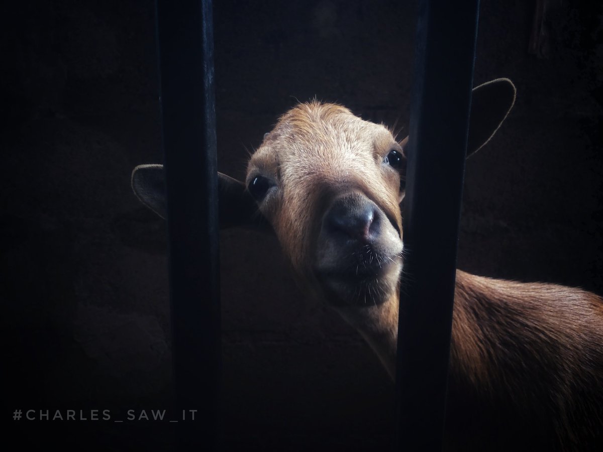 Charlesnnamdi_'s tweet photo. So I saw this animal and I decided to #shoot π it's been a long time I did this.. Lol.. I know it's funny π€‘
Help me #RT if you see this.
#photography #animal #natgeoyourshot #photoshoot #animalshoot #covid1948 #HTGAWMFinale #StayHome #COVID #creativity https://t.co/qKaXeDTfNN