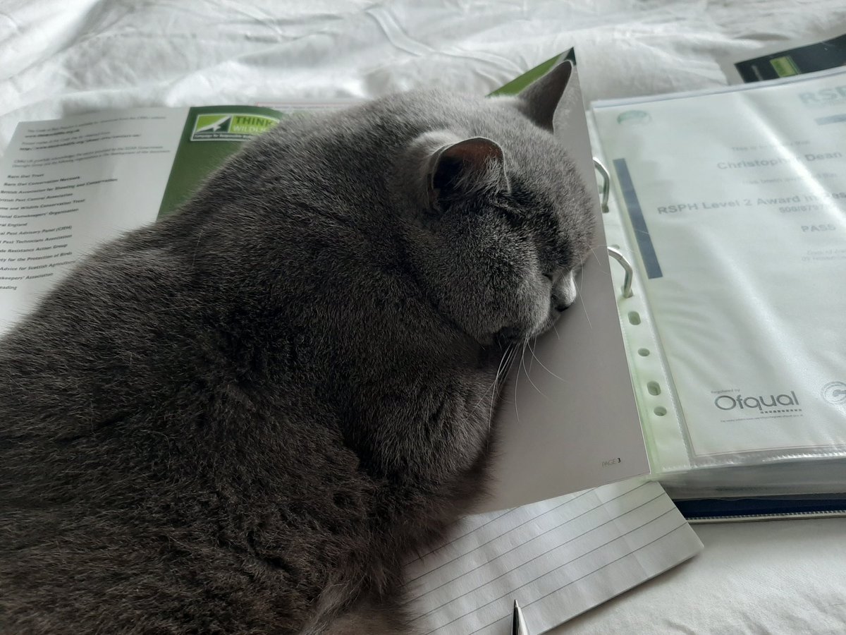 AMSPestControl's tweet photo. Our WFH office cat Oscar catching up on some "Think Wildlife" CRRU code of practice reading #CRRU #Thinkwildlife #WFH #catsofinstagram #CatsOfTheQuarantine @ThinkWildlife https://t.co/55iYIJb3LI