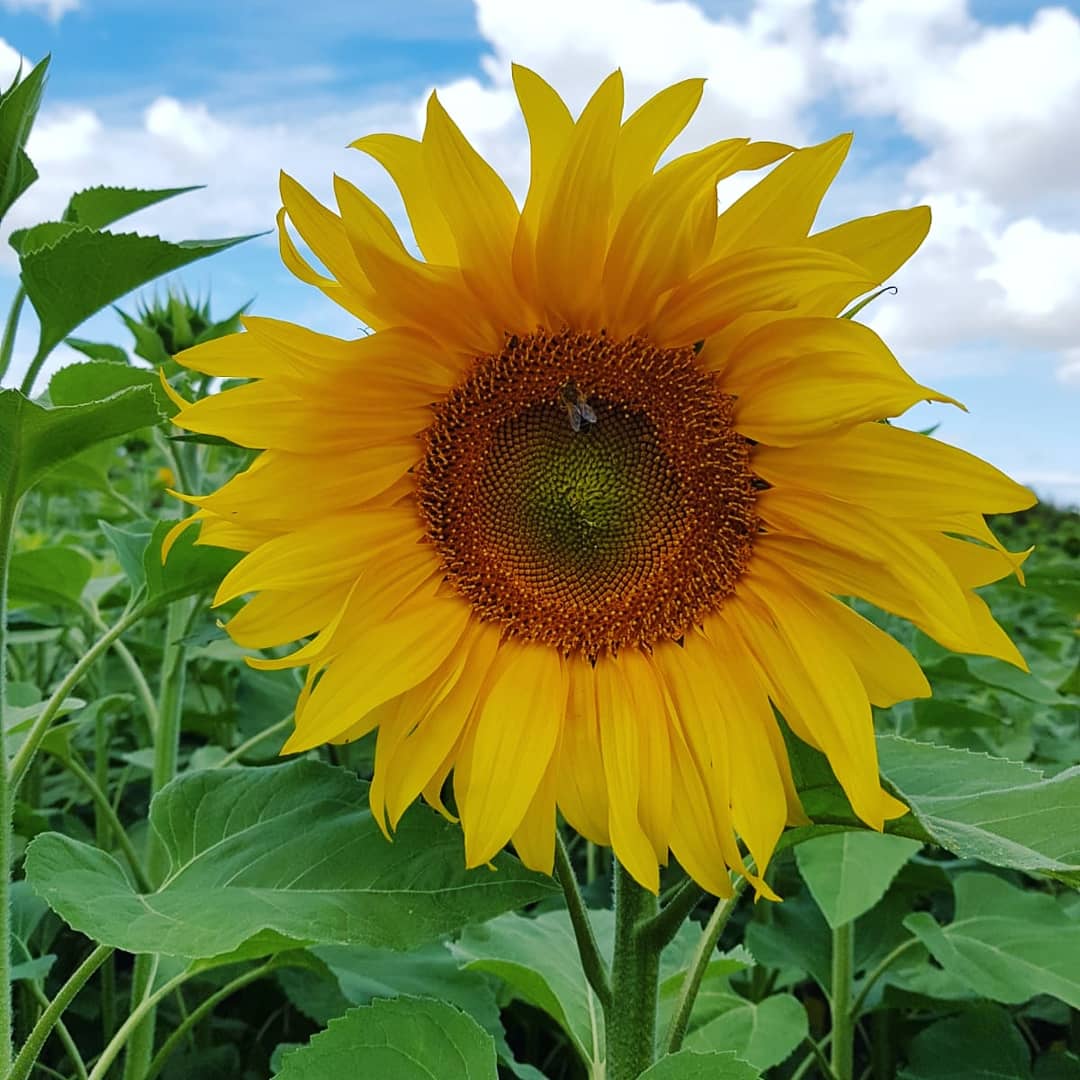 LideaEsp's tweet photo. #GIRASOL🌻🌻 #LaBuenaPipa
.
.
📸➡️Nuestra variedad #EsNiagara🌻, pura productividad, máxima resistencia.
.
.
🏆#1 en el #RAEA 2019
.
.
#girasol #oleaginosas #linoleico https://t.co/zaVZVmpFxS