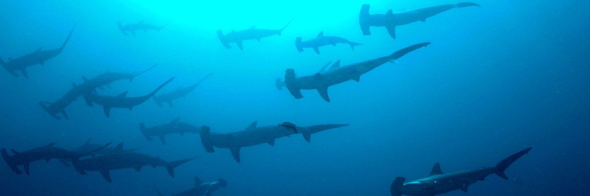 MooreCharitable's tweet photo. On #EndangeredSpeciesDay highlighting the work of @SharkRayFund &amp; grantees and the importance of implementing &amp; strengthening frameworks like @CITES which help conserve vulnerable species. #theworkcontinues #conservationcontinues https://t.co/3RXDnTJxa7 https://t.co/aVpCxGRQWM