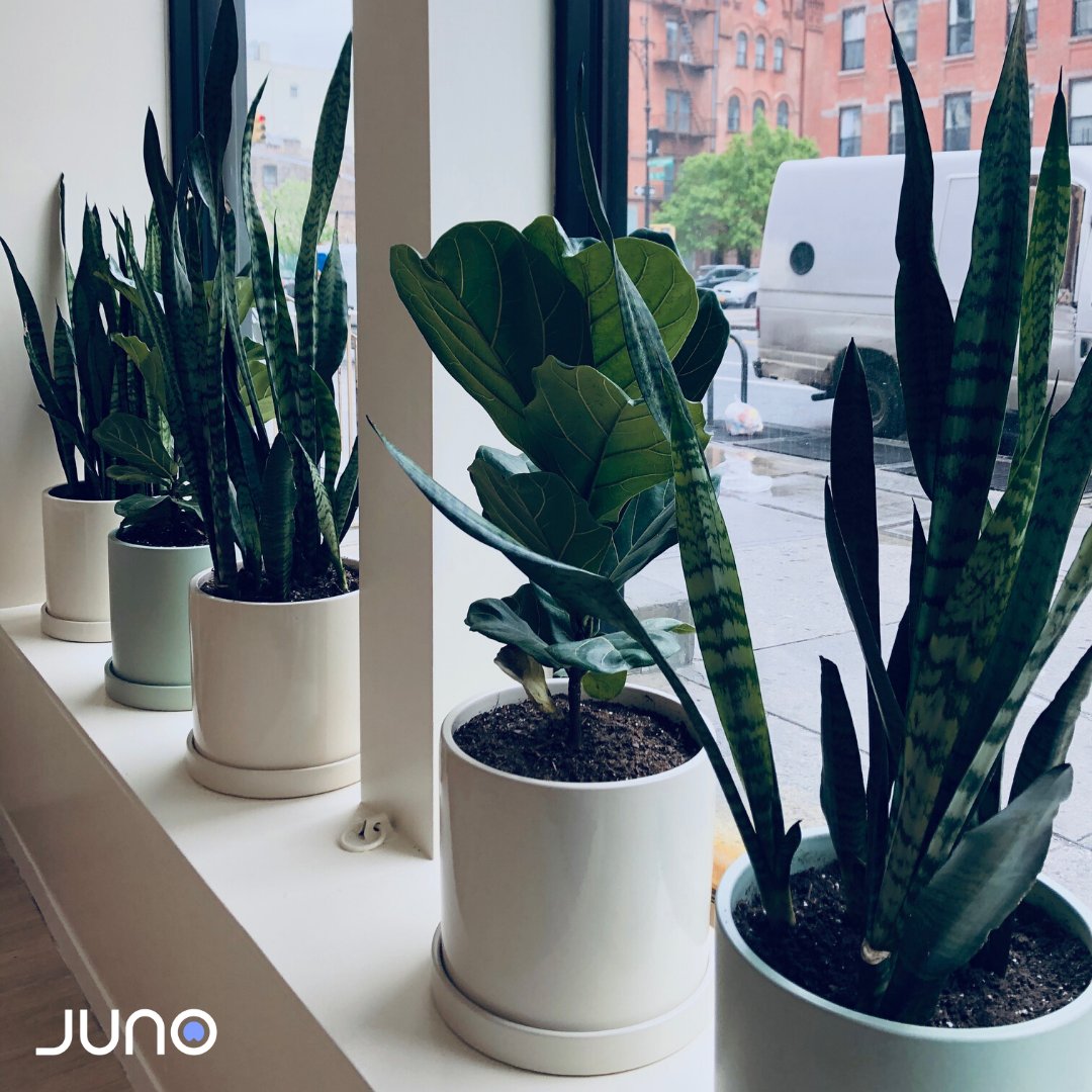 juno_medical's tweet photo. A doctor's office you'll *actually* want to visit — we believe everyone deserves beautiful design and service with a smile.  #helloharlem #junocares

https://t.co/iS0m0nathc https://t.co/aQDPUOyv3u