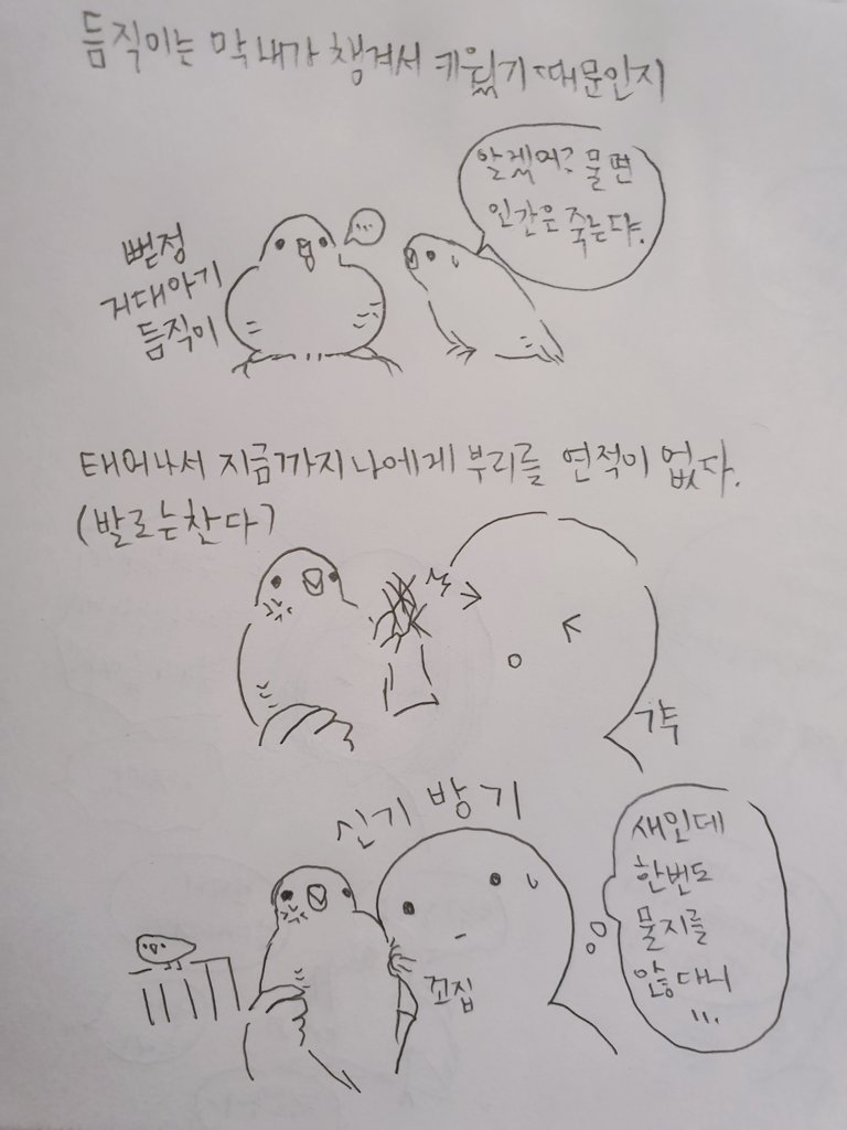 저희집새들은 절물지않습니다. 듬직이는 제앞에서 생전 부리를벌려본적도없고 막내도 무는흉내정도만내더니 꽃분이도 점점 물지않고미는쪽으로 방식을 바꿨습니다. 사자나미도 세게물면 꽤아프고 입질을하기도하는데 입질교육도 해본적없는 저희집에 제가모르는 무슨소문이 퍼지고있는건진모르겠네요?