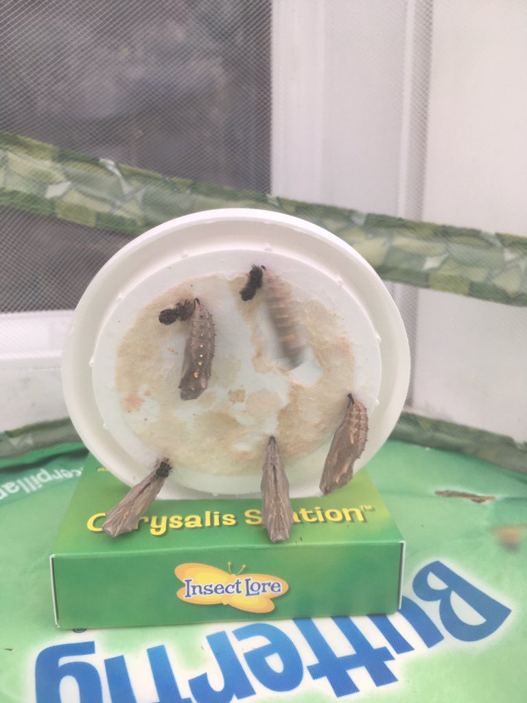 Our caterpillars 🐛 hove now crystallised and we are hoping for beautiful butterflies 🦋 very soon 🦋