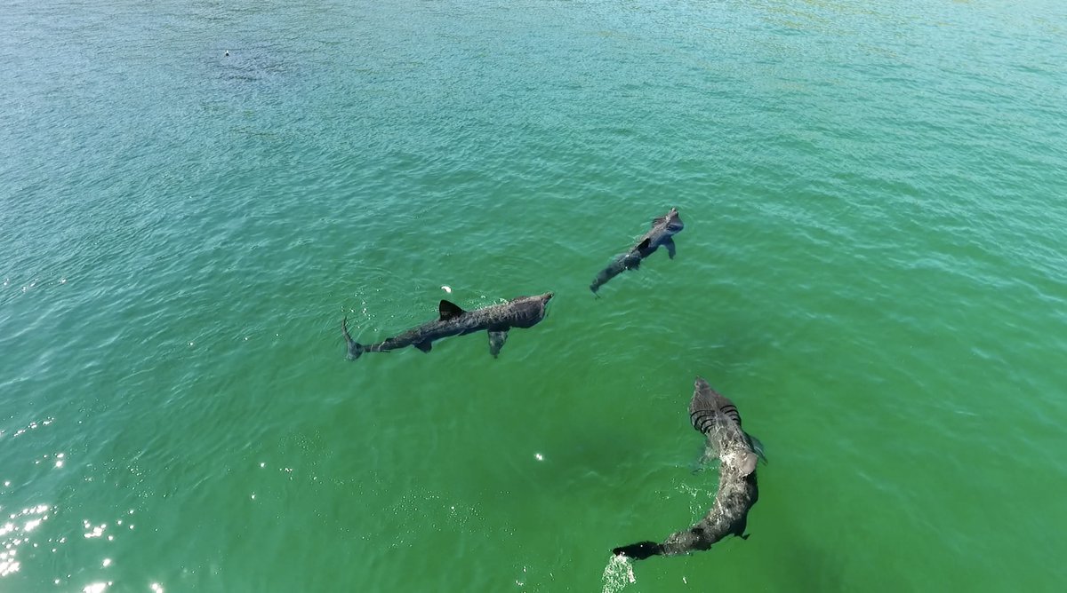 BaskingIrish's tweet photo. After Clare, it's now Achill Island's turn to experience incredible sightings! These #BaskingShark shots taken yesterday were sent to us by @stories_way! 

Make sure to report sightings to https://t.co/v7QP56zef2 if you are lucky enough to experience this in your #5kmfromhome! https://t.co/TKm7XodpI1