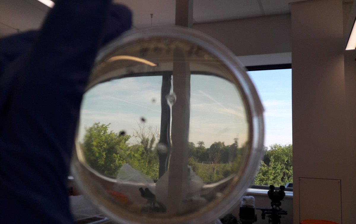 beatrice180987's tweet photo. Friday's prospective!
#labwork #workingday
#StaySafeStayHome https://t.co/S5bVpLNmhs