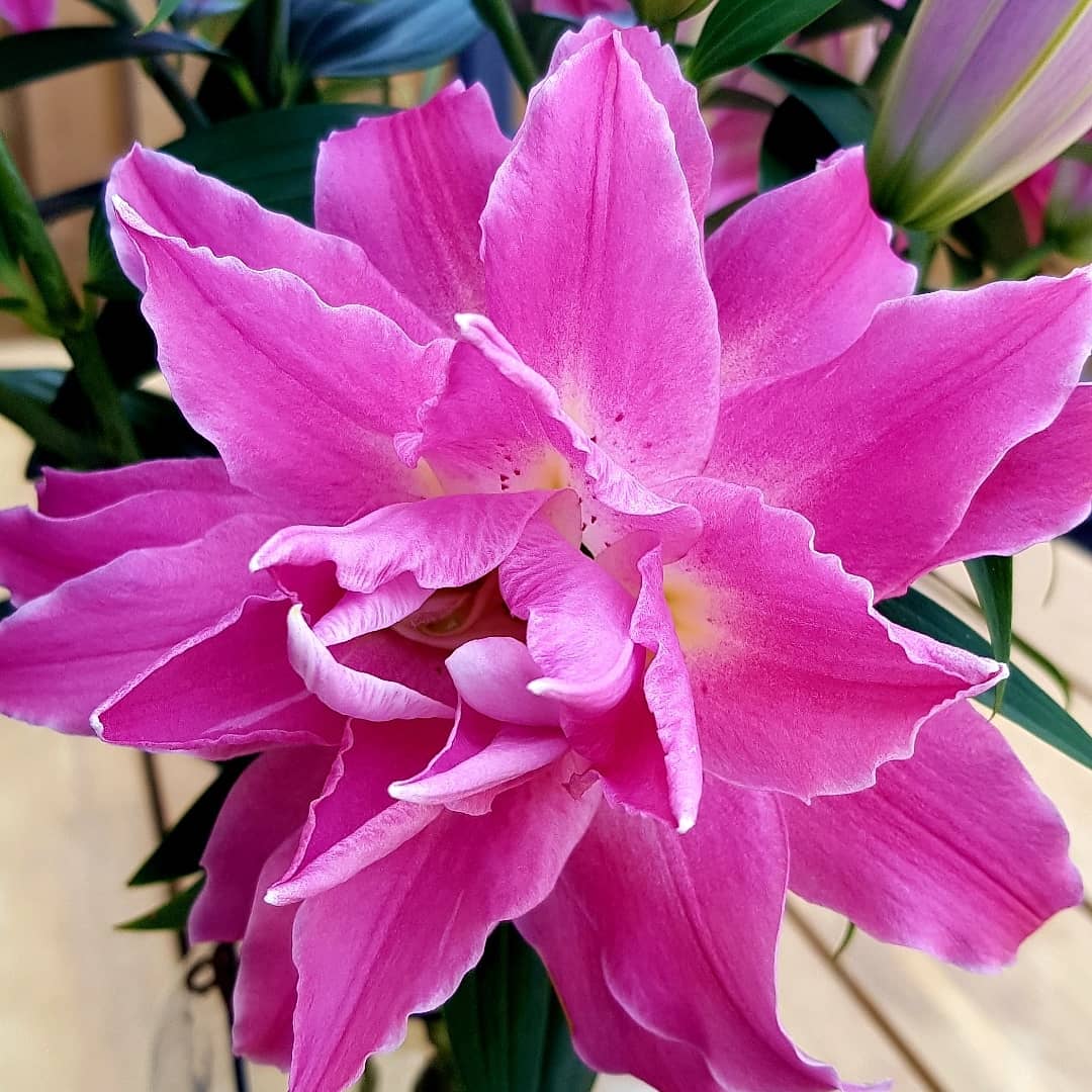 Gentily_Lilies's tweet photo. Hartje = ook verliefd. Wat vind jij? We zijn weer druk lelies aan het testen om ons assortiment aan te vullen voor volgend jaar ❤ #lelies #floweringtheworld #test #Gentily #gorgeouslilies #truegentlemanservice https://t.co/PZpyfDsgNx