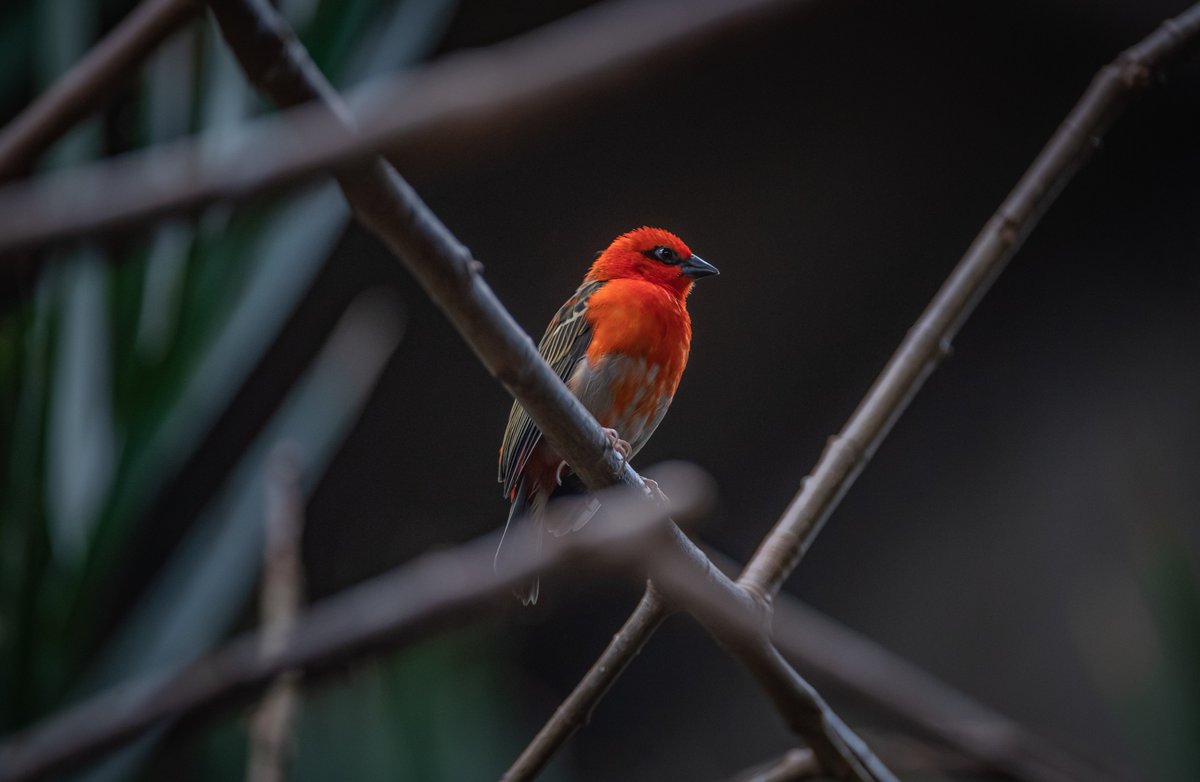 chesterzoo's tweet photo. Nothing says #FridayVibes quite like the background noises of our #TropicalRealm habitat!🥰🐦

'Hang around' to join us at 2pm for some Bornean and Sumatran orangutan-shenanigans (try saying that fast!). 🦧

#EndangeredSpeciesDay #ToZooAtHome https://t.co/otDO57JKcQ