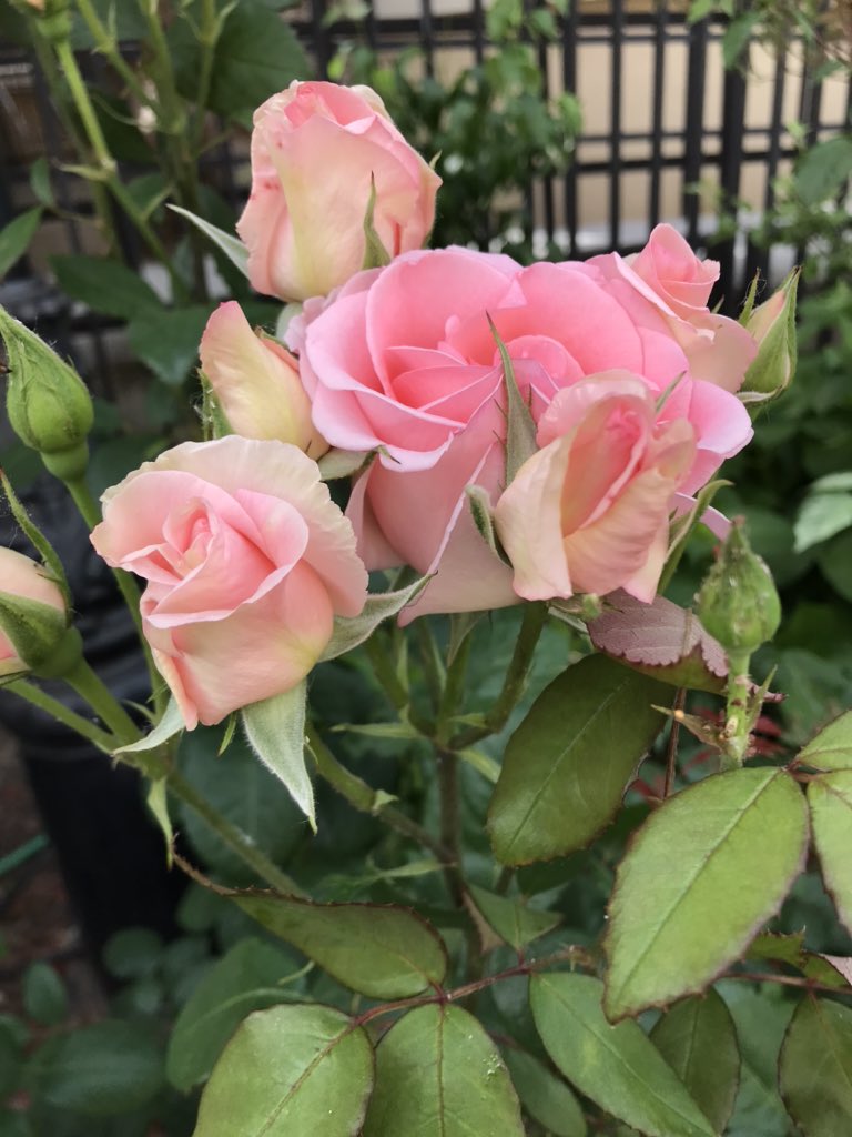 AndrewNobleHMA's tweet photo. I thought you would like this English rose garden in the heart of Bucharest. Stay safe! https://t.co/2JyUFENkBZ
