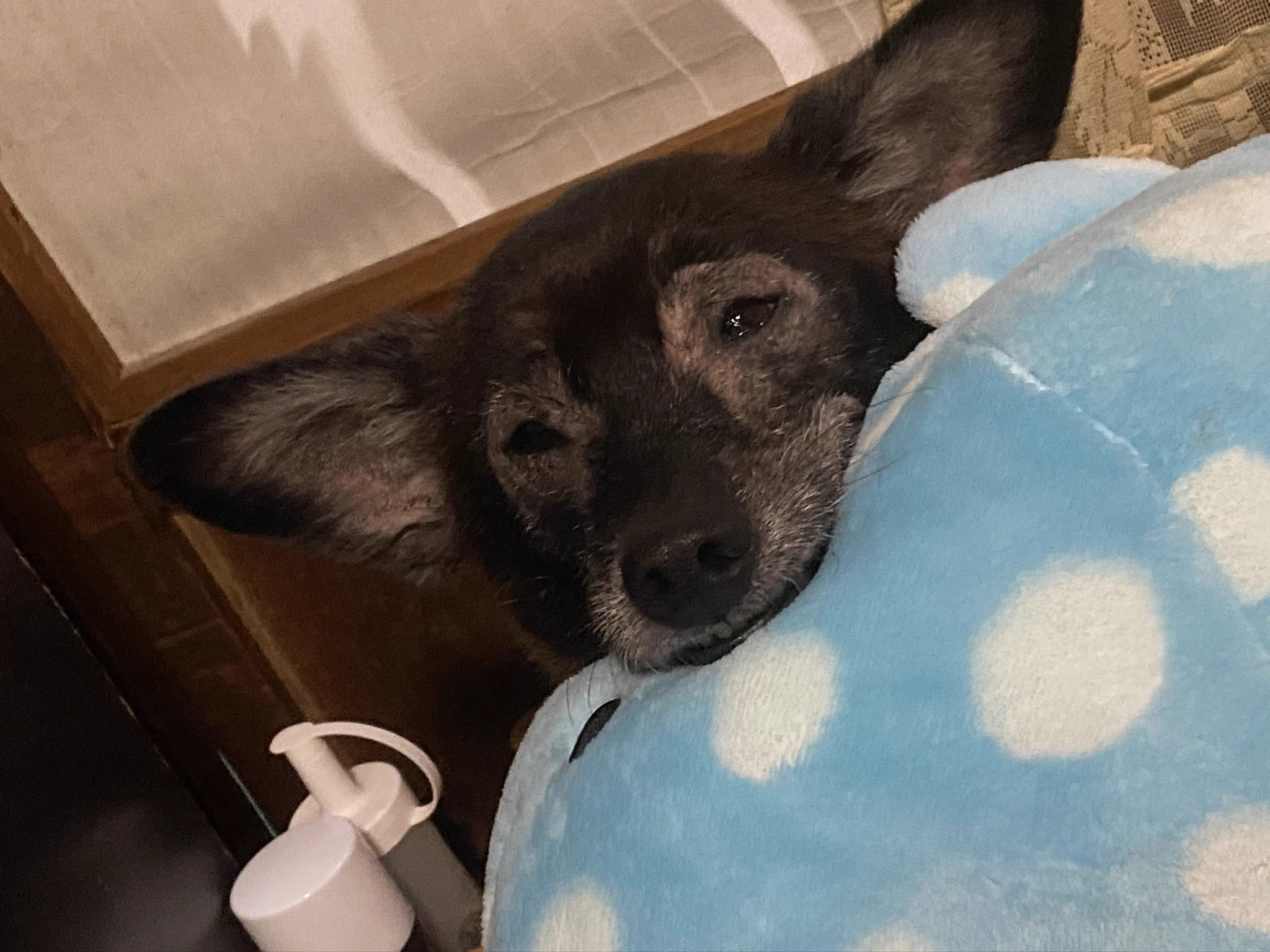 @syomosyo うわめっちゃかわ...私もクレーンゲームで一発で取れたジンベエザメのぬいぐるみを持ち帰ったところ愛犬がすごく気に入ってしまって今では愛犬専用ジンベエになってますｗ 