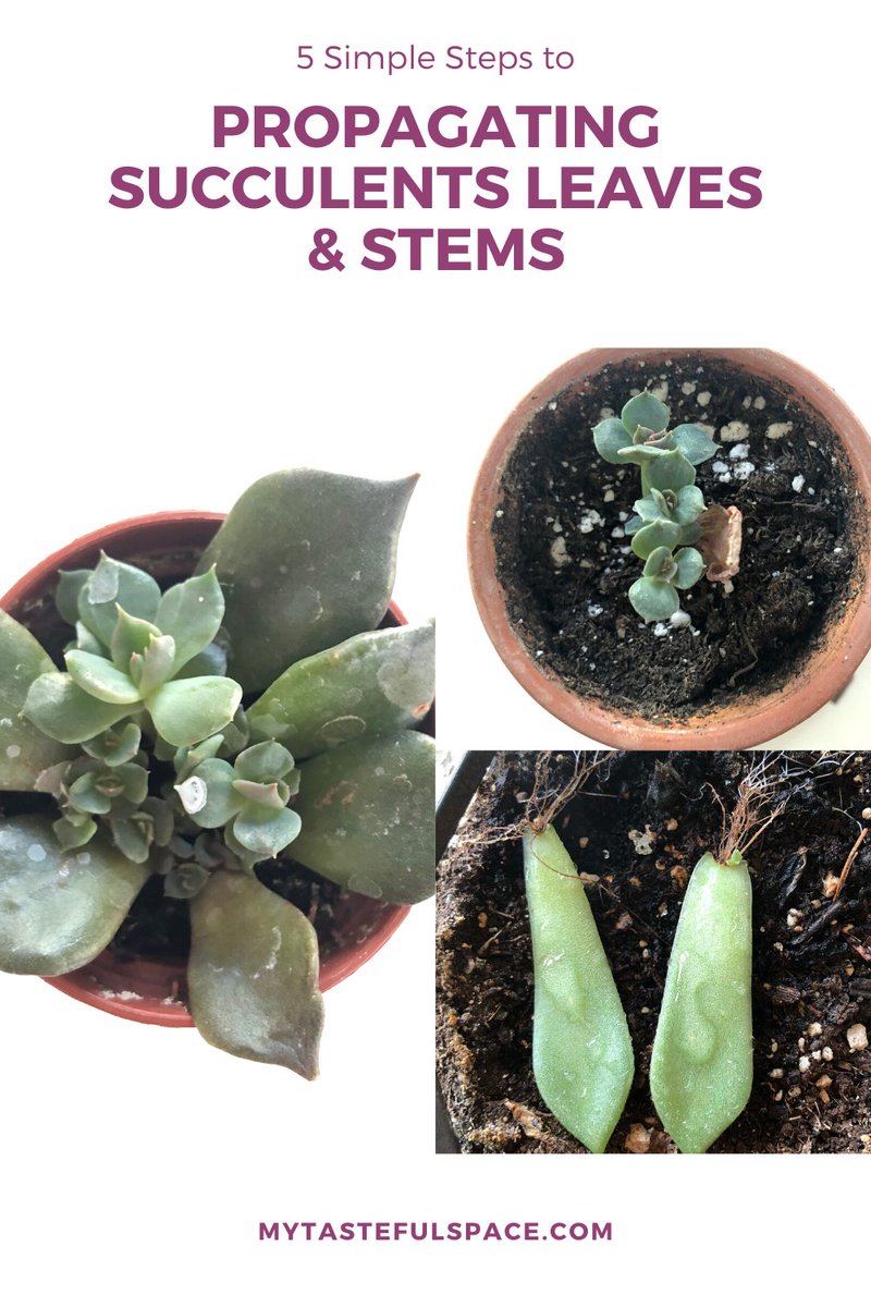 Propagating succulents leaves and stems in 5 simple steps. #succulents #succulentspropagation #propagatingsucculents #plantpropagation #propagatingplants #propagation #gardening #indoorgardening #easygardeningprojects...