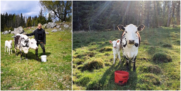 TidningenATL's tweet photo. På rymmen i tio dagar – för att kalva. Det var inte första gången Elvira, som högdräktig, tog till flykten. Men det var första gången hon inte gick att hitta.
https://t.co/trZopSXPgh
#nyheter #lantbruk #djur #nötkreatur #kalvning #jordbruk #kalv #ko #tidningenATL https://t.co/mOYzZaSsfC