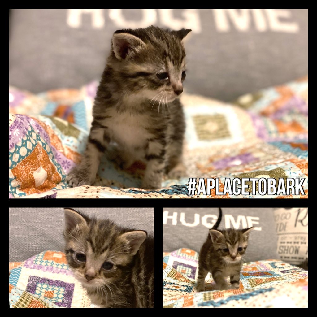 Good Morning!!!
A little rescued cuteness to brighten your morning💕

#everylifematters #aplacetobark #kitten #rescuedismyfavoritebreed #catlover #cute