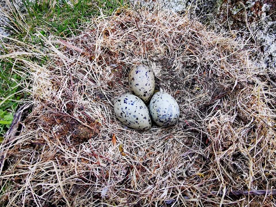 WalksUk's tweet photo. Yesterday jet n I spent the day out on the island, I took the time to take a more detailed walk of the island, I looked for good foraging spots n even bumped in to some Gull eggs! Considered a delicacy on the islands! Yum 😁
@ShetlandWild
#chriswalkstheuk #jetwalkstheuk
#SSAFA https://t.co/dMpwGRtXfE