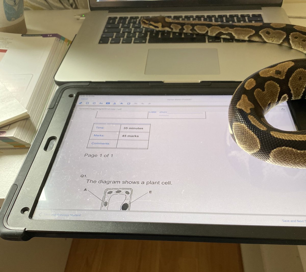 King’s Biology tweet media