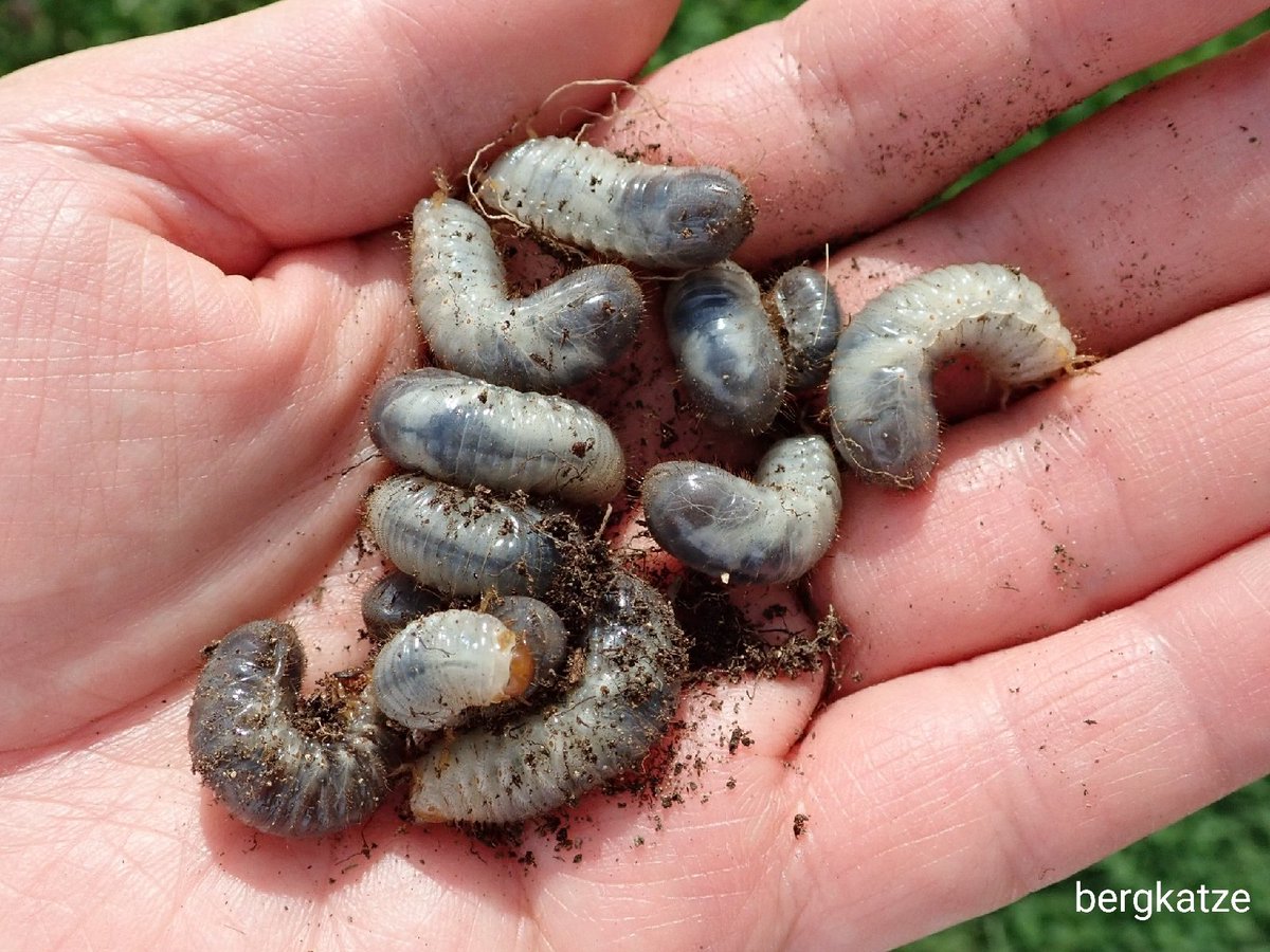 Uzivatel Bergkatze Na Twitteru ハナムグリ亜科の１種 Cetoniinae Gen Sp 去年バジルを植えてあった鉢から ハナムグリの幼虫がゴロゴロ出てきた 鞘翅 コガネムシ科 幼虫