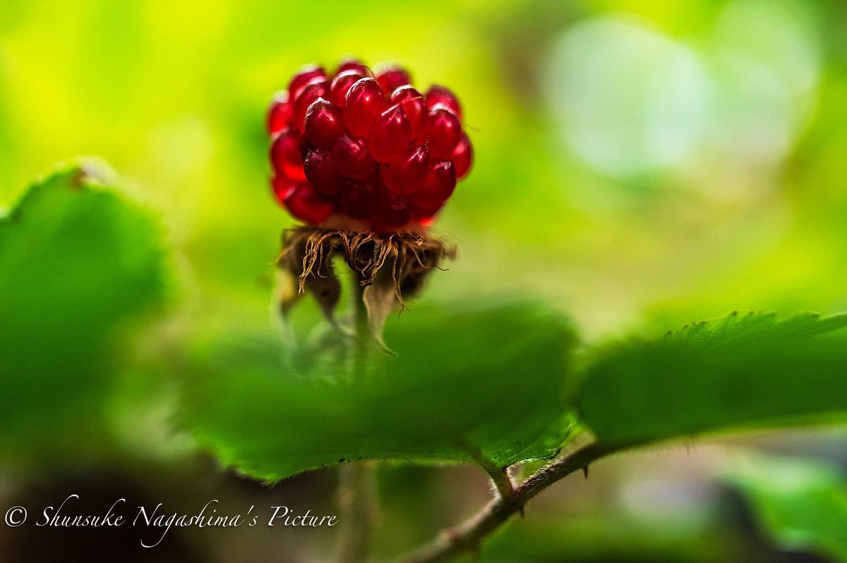 الوسم 野イチゴ على تويتر