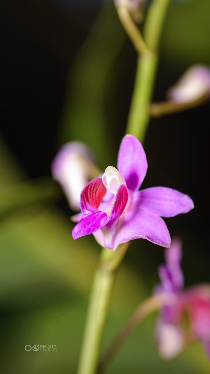 OwenAnkrah's tweet photo. I recently shot some nature themed wallpapers. Here are some flower themed ones... Kindly RT and follow me if you like them. More to follow soon. 
If you have comments too feel free. 
@iamasephua @Ghog_ @thejoeydutch @Viaopeimu @TheEyevan @kuu_ire @audrey_quaye https://t.co/v5ZJd8QZAf