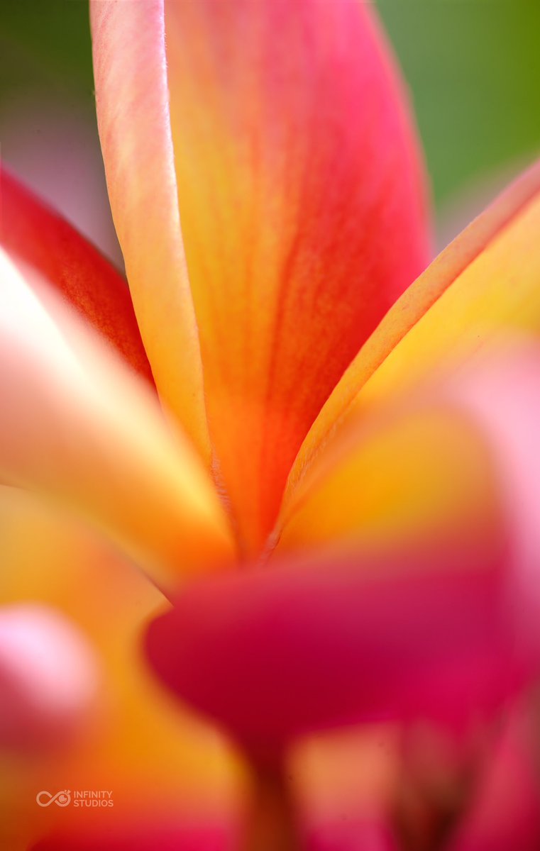OwenAnkrah's tweet photo. I recently shot some nature themed wallpapers. Here are some flower themed ones... Kindly RT and follow me if you like them. More to follow soon. 
If you have comments too feel free. 
@iamasephua @Ghog_ @thejoeydutch @Viaopeimu @TheEyevan @kuu_ire @audrey_quaye https://t.co/v5ZJd8QZAf